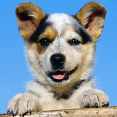Australian Cattle Dog Puzzle icon