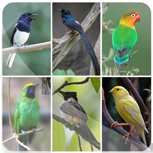 Suara pikat burung kecil lengkap أيقونة