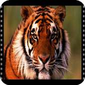 Animal documentaries online