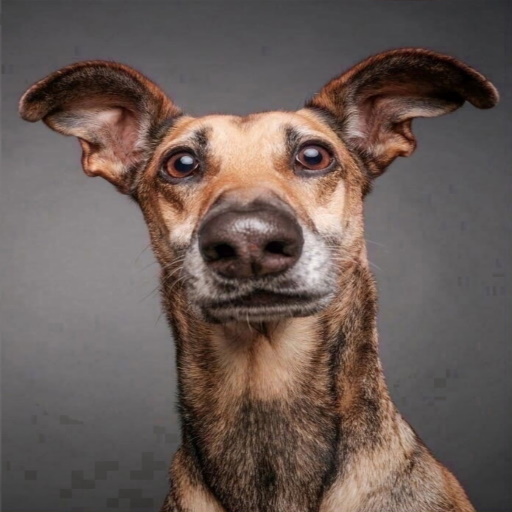 Dog Horror Online icon