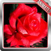 Rose Live Wallpaper