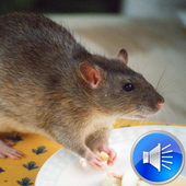 Rat Sounds Ringtones icon
