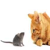 Cat and Rat icon