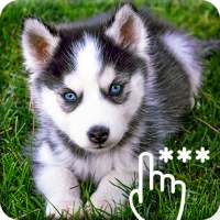 Siberian Husky Wallpaper Pattern PIN Lock Screen on 9Apps