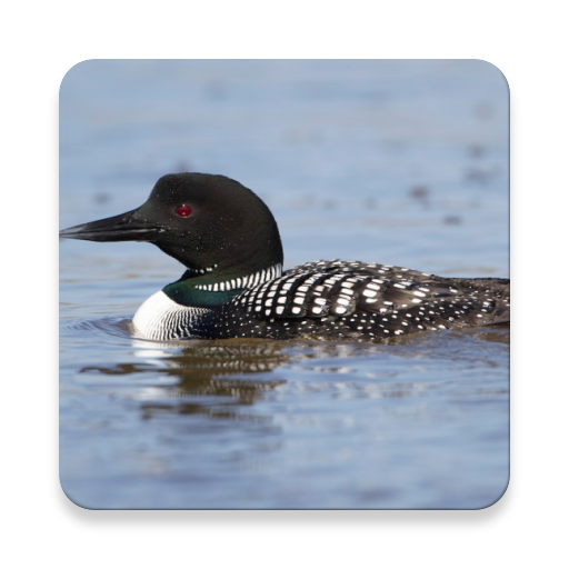 Loon-Vogel-Sounds ~ Sclip.app icon