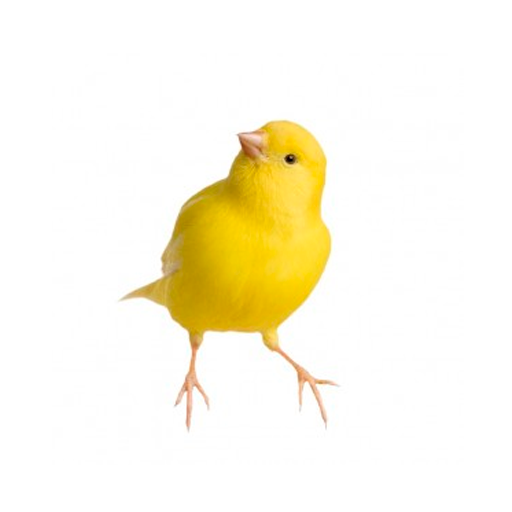 Canary song icon