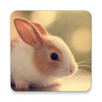 Cute Animals Pictures & Videos