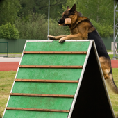 Police Dog Training Sim 2015 icon