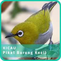 Koleksi Suara Pikat Burung Kecil Ampuh Mp3 Offline on 9Apps