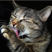 Cutest cat photos icon