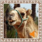 Camel Sounds icon