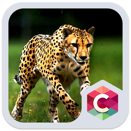 Wild Cheetah  Animal Theme HD icon
