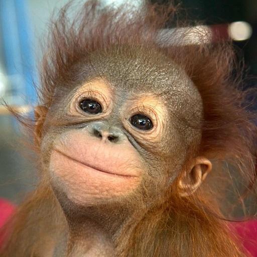 600 words, collection. icon