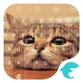 Emoji Keyboard-Cats stay