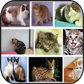 ikon Informasi Jenis Kucing