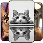 Cute Cat Wallpapers HD|4K