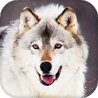 Loup Live Wallpaper