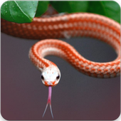 Snake Wallpapers HD icon