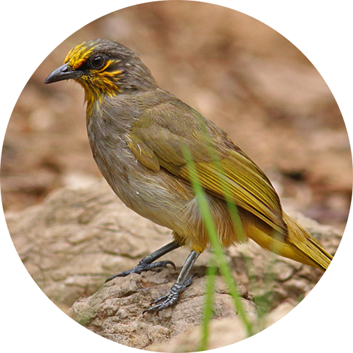 Bulbul Bird Sound Ringtones icon