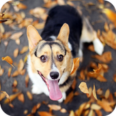 Cute Puppy Theme C Launcher icon