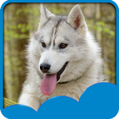Husky Live Wallpapers icon