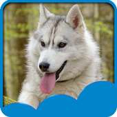 Husky Live Wallpapers on 9Apps