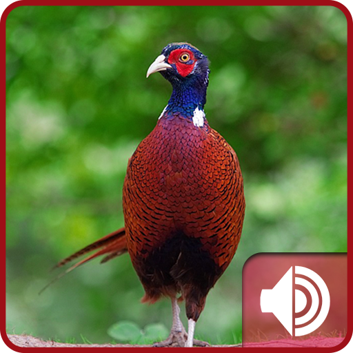 Pheasant Sounds icon