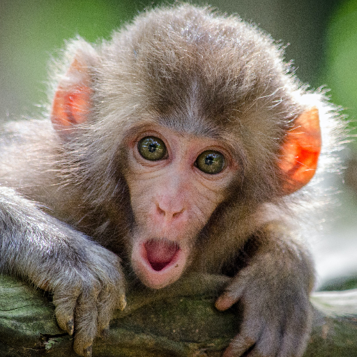 Monkey Wallpapers icon