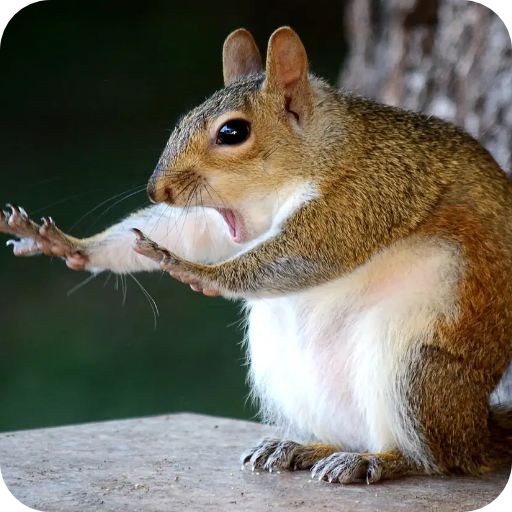 Best Funny Animal Pics icon