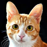 Cats Photo Collection