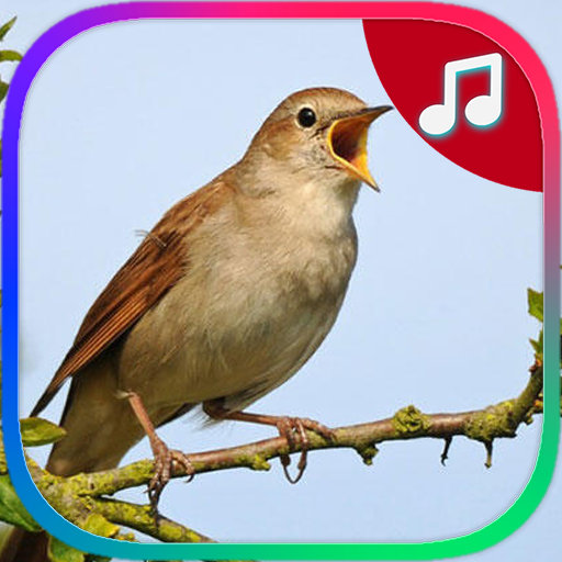 Birds Ringtones icon