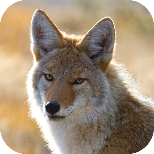 Coyote Wallpaper icon