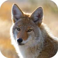 Coyote Wallpaper on 9Apps