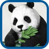 Beautiful Panda Pics icon