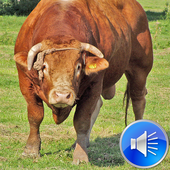 Bull Sounds Ringtones icon