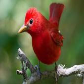 Beautiful Brids icon