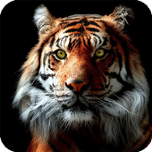 Tiger Live Wallpaper Aninal icon