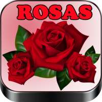 Rosas y Flores de Colores para Enamorar