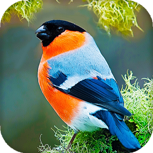 Birds Live Wallpaper icon