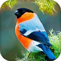 Birds Live Wallpaper on 9Apps