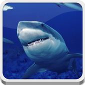 Hungry Shark icon