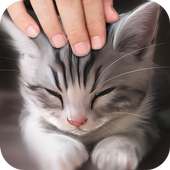 Pat the Cat Simulator