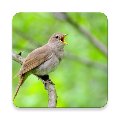 ชุดเสียงนกไนติงเกล ~ Sclip.app icon