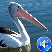 Pelican Bird Sounds Ringtones icon