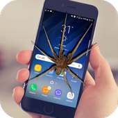 Spider On Screen Scary Joke - Hissing Joke on 9Apps