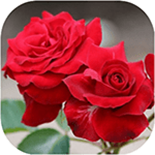 Bellas imágenes de flores y rosas icon