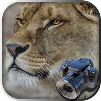 Hidden Animals: Photo Hunt - Seek and Find Games