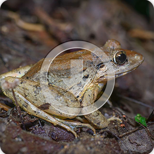 Thai Frog Sounds Ringtone icon