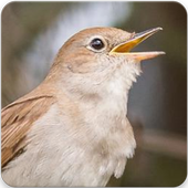 Common Nightingale Bird Sounds : Nightingale Song icon