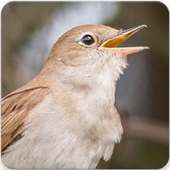 Common Nightingale Bird Sounds : Nightingale Song on 9Apps